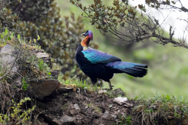 Lhuys's Monal