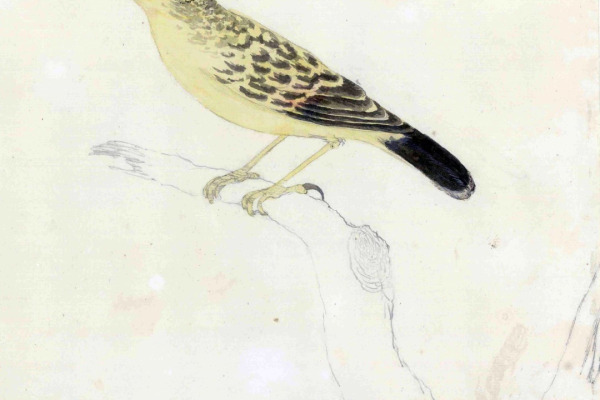 Liberian Swamp-Warbler