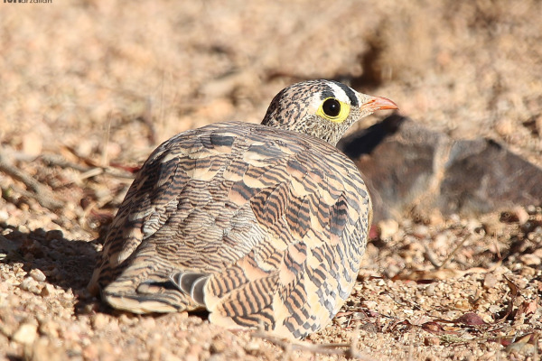 Lichtenstein's Sandgrouse