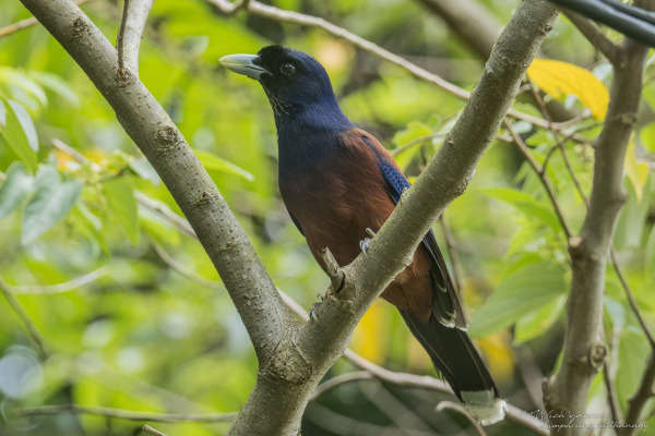 Lidth's Jay