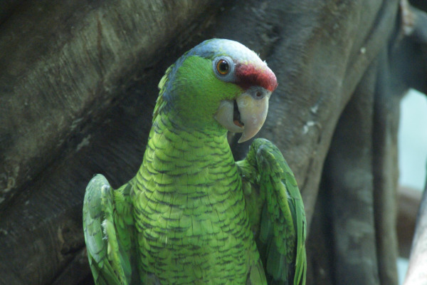 Lilac-crowned Amazon