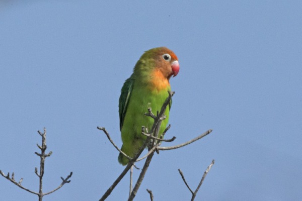 Lilian's lovebird