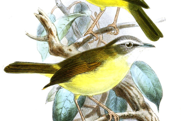 Limestone Wren-Babbler