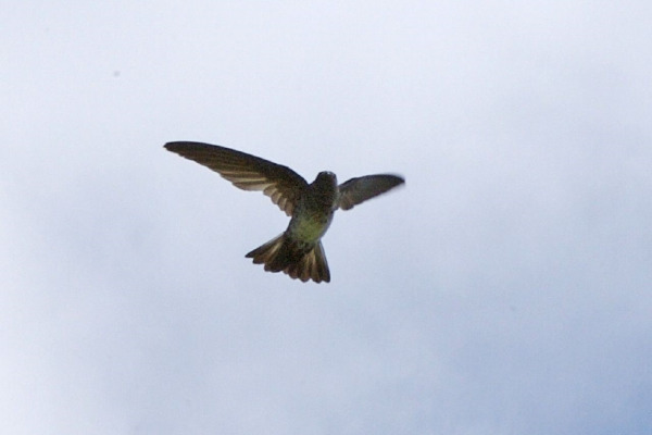 Linchi Swiftlet