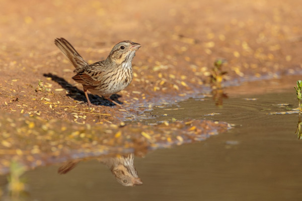 Lincoln's Sparrow