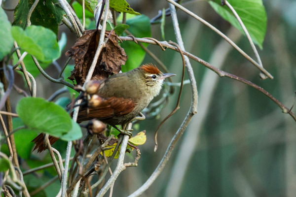 Line-cheeked Spinetail