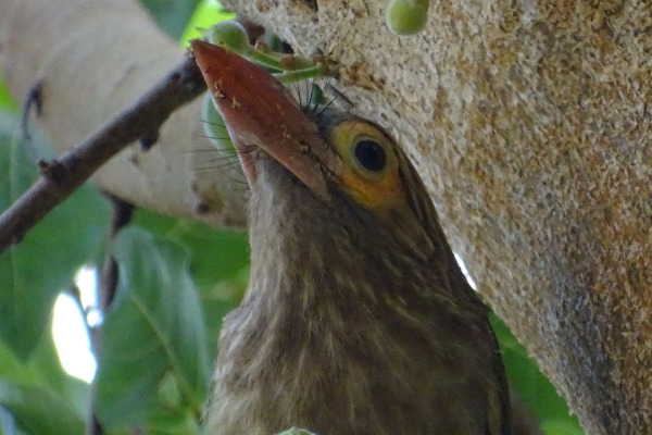 Lineated Barbet