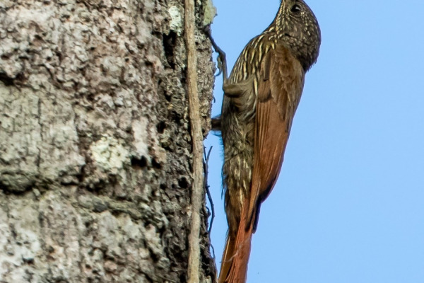 Lineated Woodcreeper