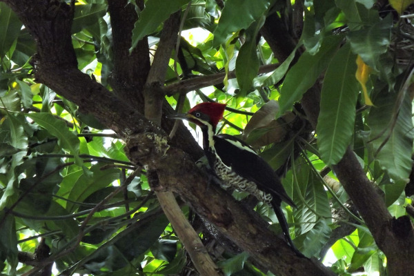 Lineated Woodpecker