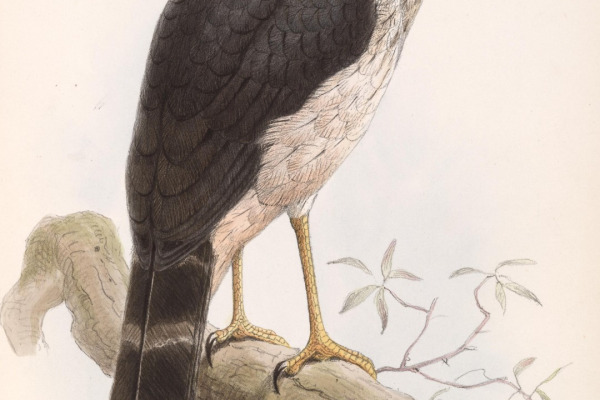 Lined Forest Falcon