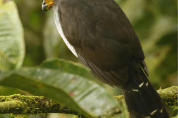 Lined Forest Falcon