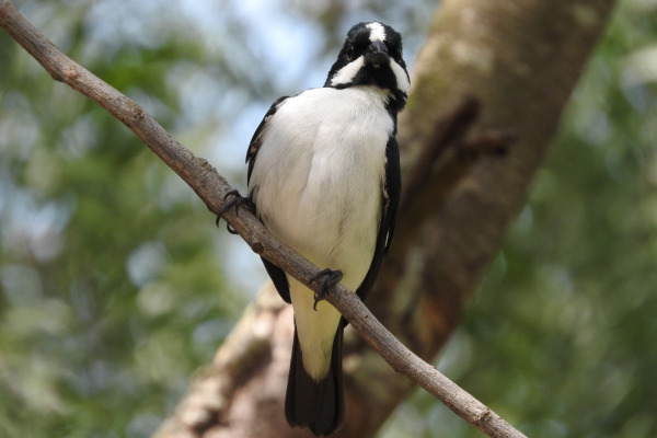 Lined Seedeater