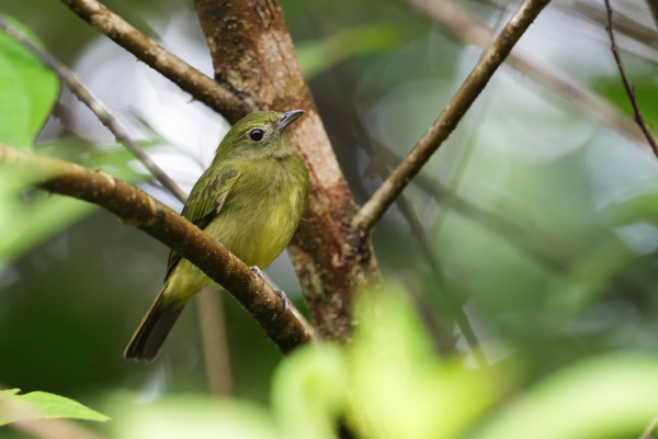 Lita's Cryptic Flycatcher