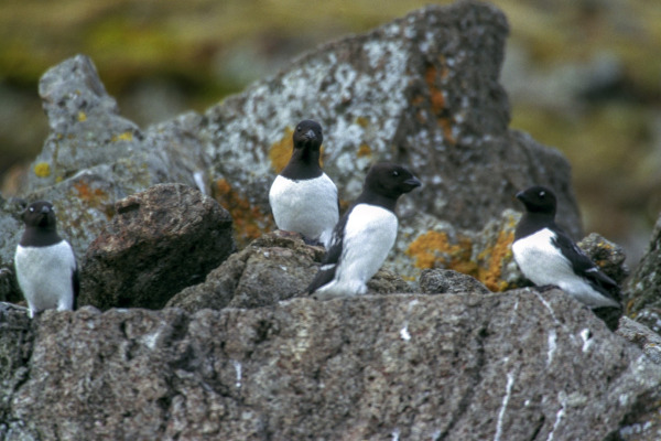Little Auk
