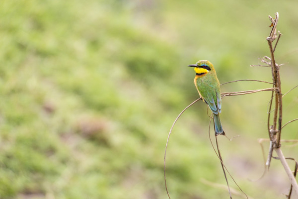 Little Bee-eater