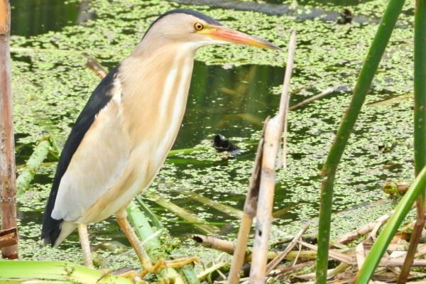 Little Bittern