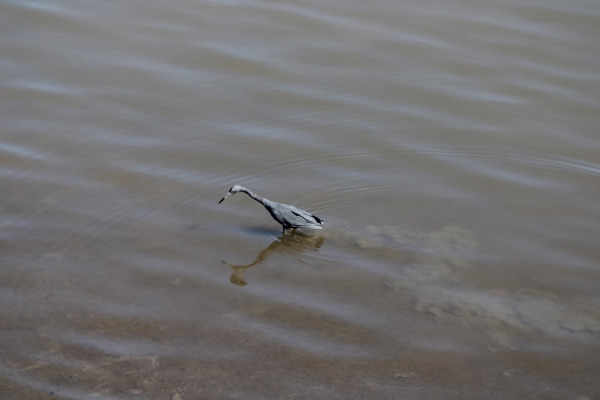 Little Blue Heron