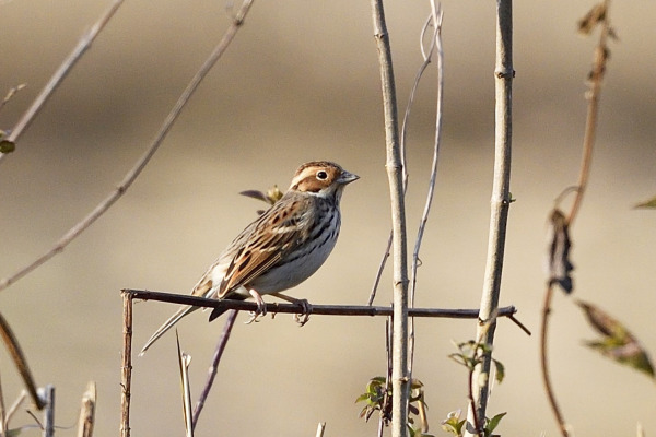 Little Bunting