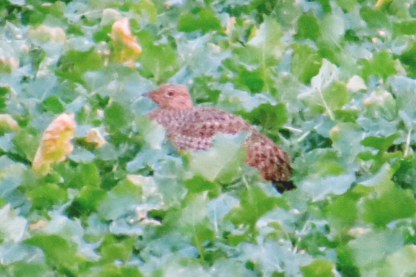 Little Bustard