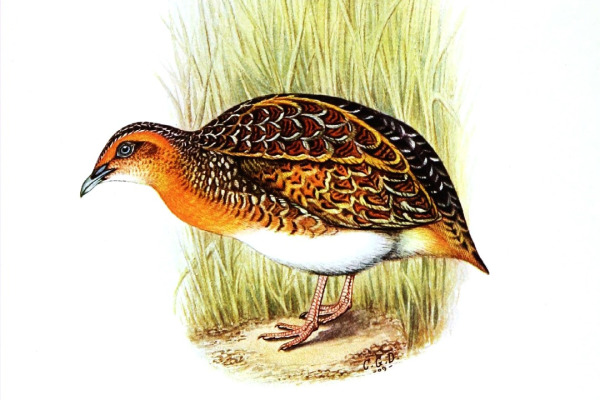 Little Buttonquail