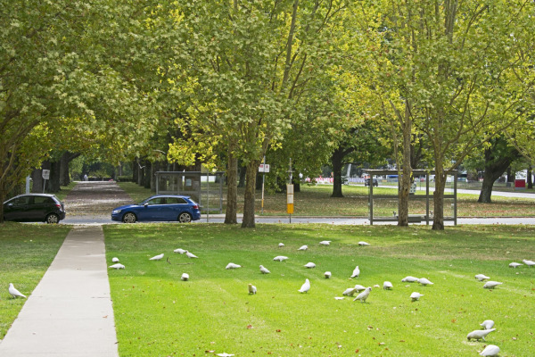 Little Corella