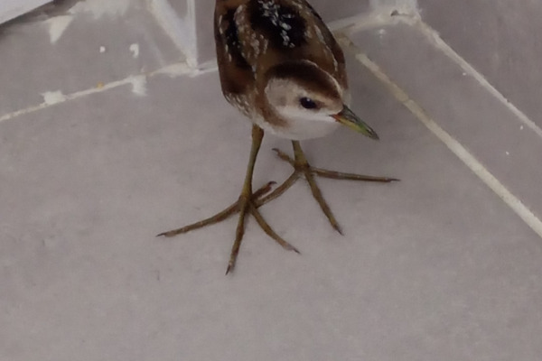 Little Crake