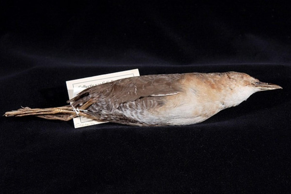 Little Crake