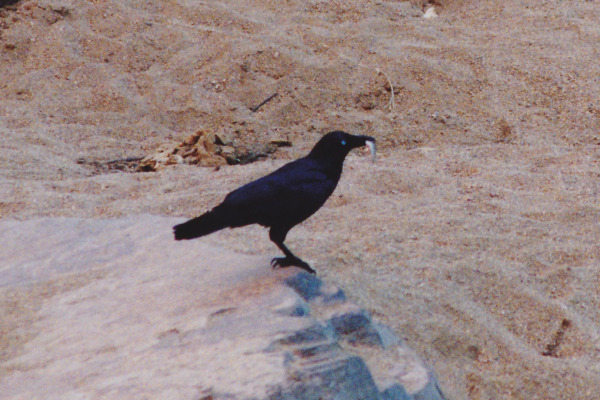 Little Crow