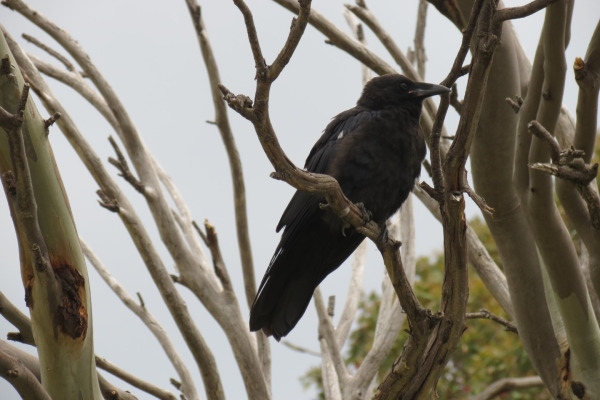 Little Crow