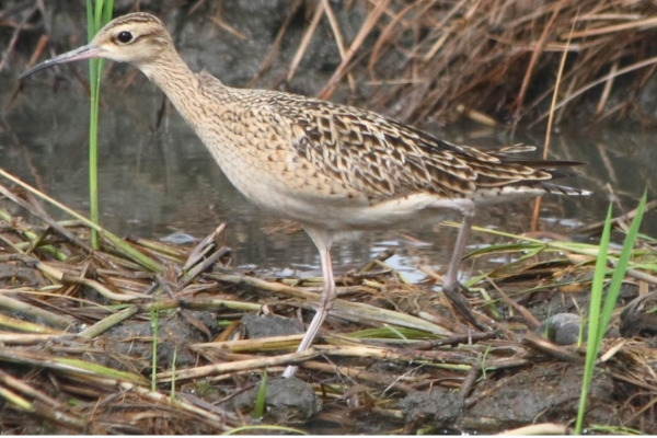 Little Curlew