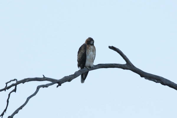 Little Eagle