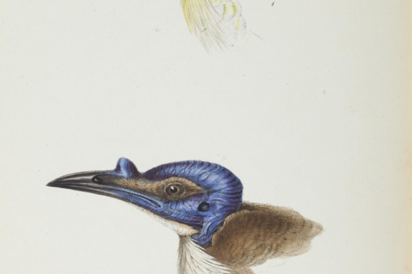 Little Friarbird