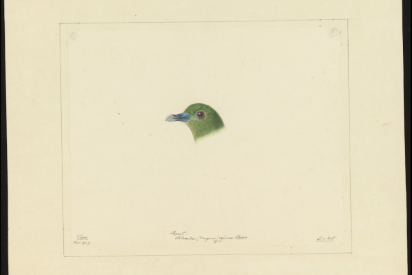 Little Green Pigeon