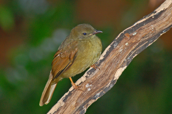 Little Greenbul