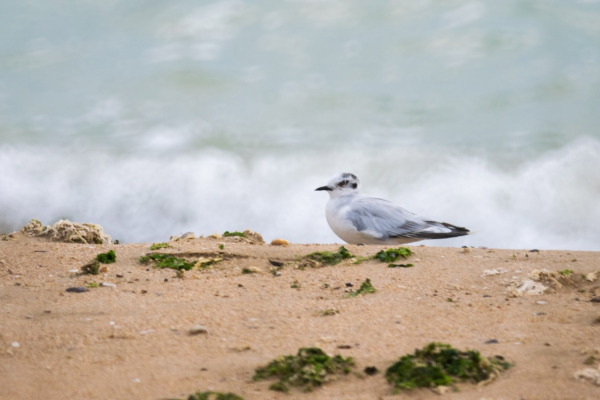 Little Gull