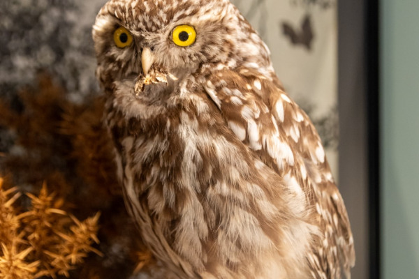 Little Owl
