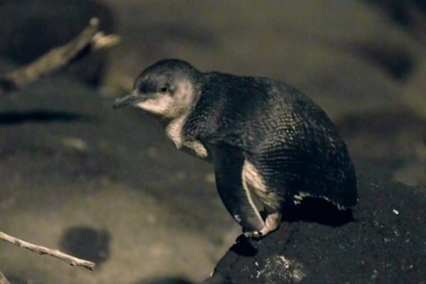 Little Penguin