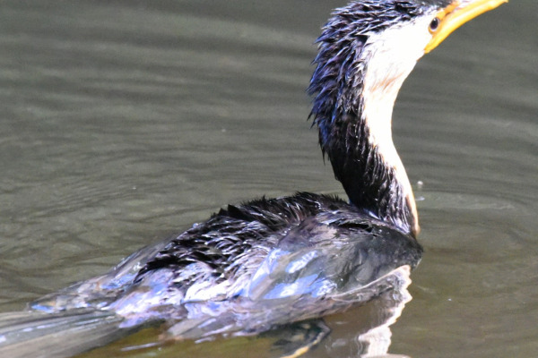 Little Pied Cormorant