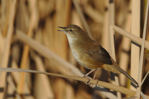 Little Rush Warbler