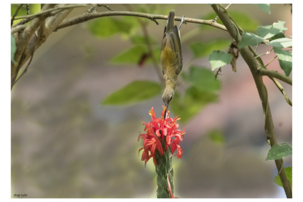 Little Spiderhunter