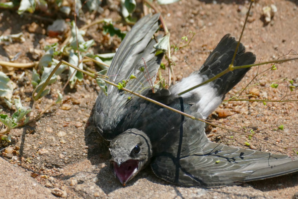 Little Swift