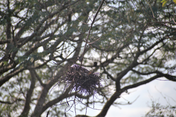 Little thornbird