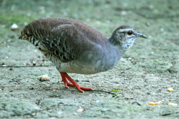 Little Tinamou