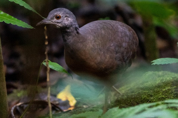 Little Tinamou