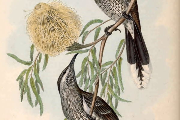 Little Wattlebird