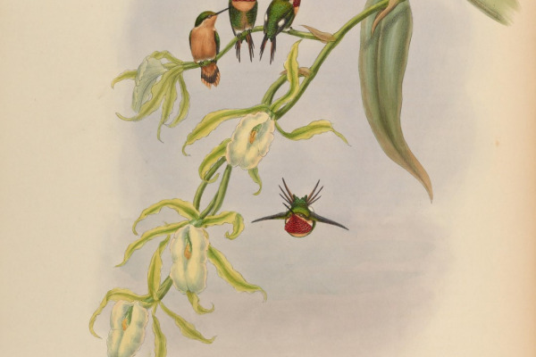 Little Woodstar