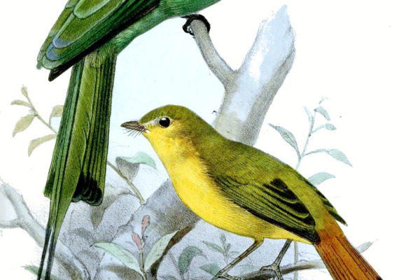 Livingstone's Turaco