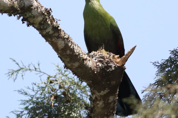 Livingstone's turaco