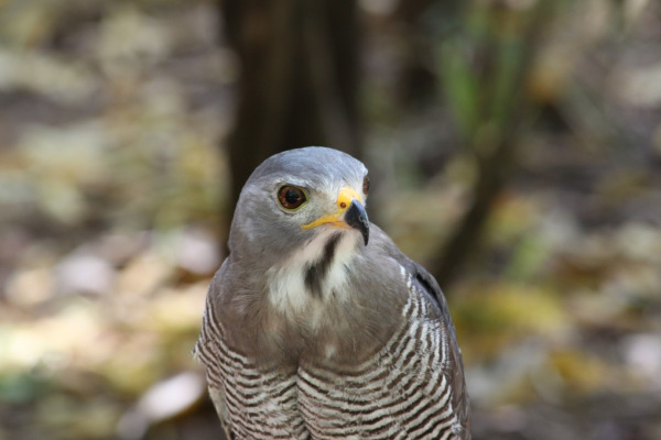 Lizard Buzzard