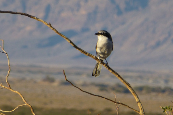 Loggerhead Shrike